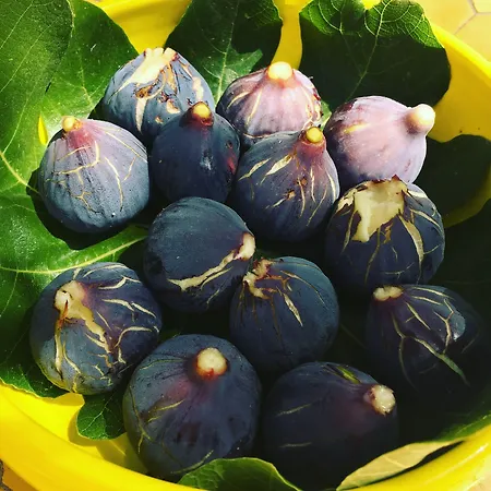 Bastide Sainte Trinide 4*